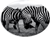 WallClassics - PVC Schuimplaat Ovaal - Stoeiende Gestreepte Zebra's in het Zwart- wit - 28x21 cm Foto op Ovaal (Met Ophangsysteem)