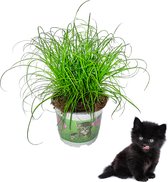 YouFlowers - Cyperus - Herbe à chat - Ø 12 cm - Hauteur : 25-30 cm - Plante - Plante d'intérieur - Respectueux des animaux