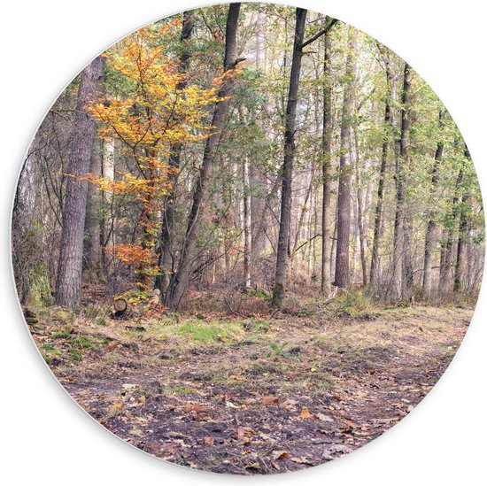 PVC Schuimplaat Muurcirkel - Kaal Bos in de Herfst in Nederland - 60x60 cm Foto op Muurcirkel (met ophangsysteem)