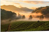 PVC Schuimplaat- Ochtend Mist tussen de Bomen in Landschap - 90x60 cm Foto op PVC Schuimplaat