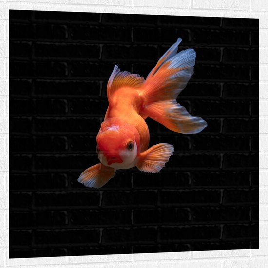 WallClassics - Muursticker - Oranje Tropische Vis tegen Zwarte Achtergrond - 100x100 cm Foto op Muursticker