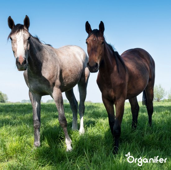 Organifer Weide Graszaad Meadow - Speciaal Voor Paar En Kleinvee 5kg Voor 1000m2 755930952