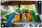 Tuinposter – Vijf Papegaaien bij Elkaar onder Rieten Parasol - 60x40 cm Foto op Tuinposter (wanddecoratie voor buiten en binnen)