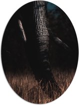 WallClassics - Dibond Ovaal - Slurf van Olifant tussen Hoog Droog Gras - 81x108 cm Foto op Ovaal (Met Ophangsysteem)