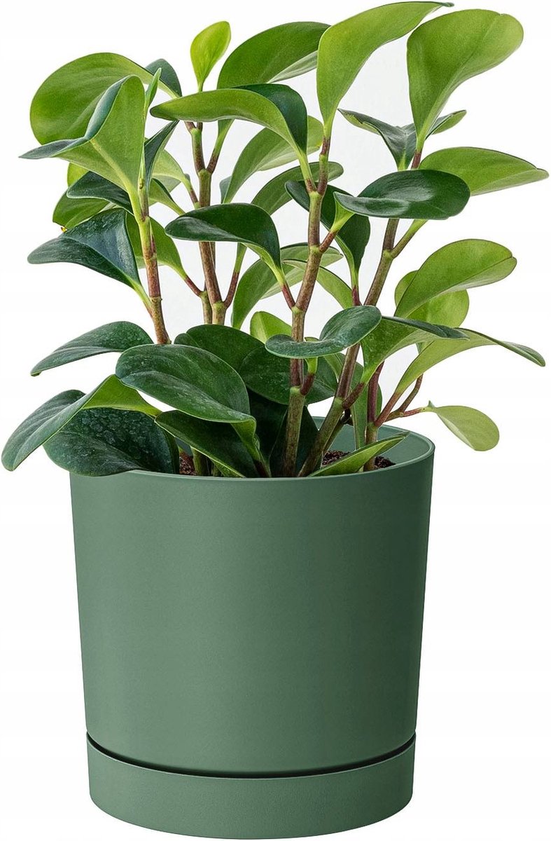 Prosperplast Tubo - Bloempot - Groen Pine
