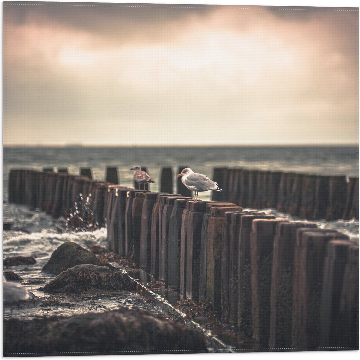 Vlag - Meeuwen op Houten Palen bij de Zee - 50x50 cm Foto op Polyester Vlag
