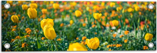 Tuinposter – Gele Tulpen in een Veld - 60x20 cm Foto op Tuinposter (wanddecoratie voor buiten en binnen)