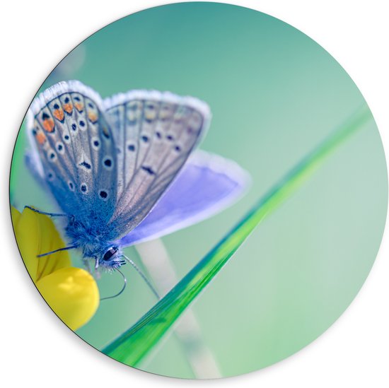 Dibond Muurcirkel - Icarusblauwtje Vlinder op Gele bloem met Blauw Gekleurde Achtergrond - 80x80 cm Foto op Aluminium Muurcirkel (met ophangsysteem)