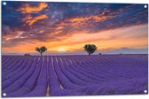 Tuinposter – Zonsondergang bij Lavendel Veld in de Zomer - 105x70 cm Foto op Tuinposter (wanddecoratie voor buiten en binnen)