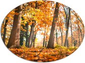 Dibond Ovaal - Bos in de Herfst vanaf Kikkerperspectief - 108x81 cm Foto op Ovaal (Met Ophangsysteem)
