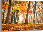 Hout - Bos in de Herfst vanaf Kikkerperspectief - 100x75 cm - 9 mm dik - Foto op Hout (Met Ophangsysteem)