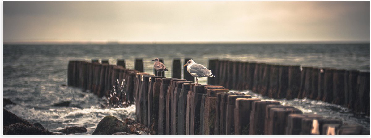 Poster (Mat) - Meeuwen op Houten Palen bij de Zee - 60x20 cm Foto op Posterpapier met een 