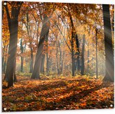 Tuinposter – Bos in de Herfst met Zonnestralen door de Bomen - 100x100 cm Foto op Tuinposter (wanddecoratie voor buiten en binnen)