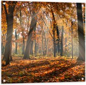 Tuinposter – Bos in de Herfst met Zonnestralen door de Bomen - 80x80 cm Foto op Tuinposter (wanddecoratie voor buiten en binnen)