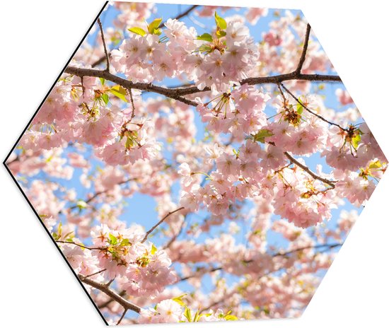 Dibond Hexagon - Roze Sakura Boom van Dichtbij - 60x52.2 cm Foto op Hexagon (Met Ophangsysteem)
