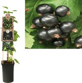 Klimplant Ribes nigrum Ben Nevis (zwarte bes)