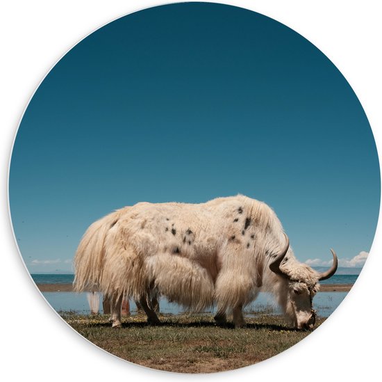 WallClassics - PVC Schuimplaat Muurcirkel - Grazende Witte Stier bij het Water - 60x60 cm Foto op Muurcirkel (met ophangsysteem)