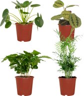 Plantenbox diervriendelijk - 4 kamerplanten - Diverse hoogtes - Ø12