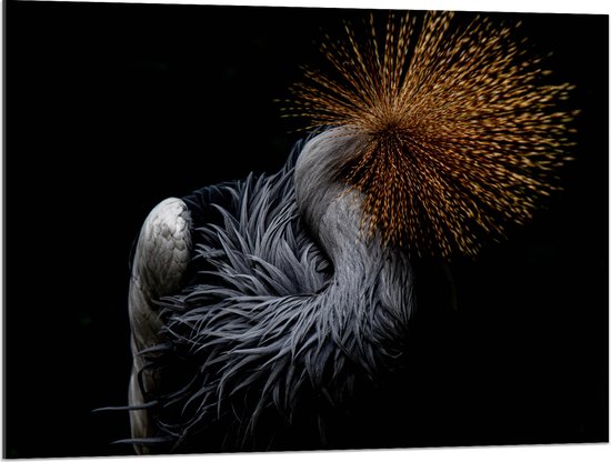 WallClassics - Acrylglas - Grijze Kroonkraanvogel op Zwarte Achtergrond - 100x75 cm Foto op Acrylglas (Met Ophangsysteem)