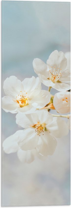 WallClassics - Vlag - Witte Sakura Bloem - 20x60 cm Foto op Polyester Vlag