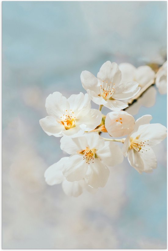WallClassics - Poster Glanzend – Witte Sakura Bloem - 40x60 cm Foto op Posterpapier met Glanzende Afwerking