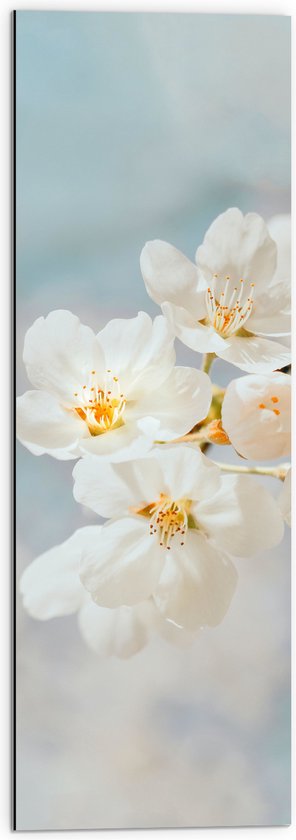 WallClassics - Dibond - Bloem de Sakura Witte - 30x90 cm Photo sur Aluminium ( Décoration murale en métal)