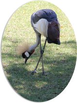 WallClassics - PVC Schuimplaat Ovaal - Grijze Kroonkraanvogel - 51x68 cm Foto op Ovaal (Met Ophangsysteem)