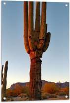 WallClassics - Tuinposter – Zon Schijnt op Cactus - 60x90 cm Foto op Tuinposter (wanddecoratie voor buiten en binnen)