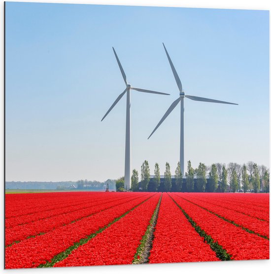 WallClassics - Dibond - Windmolens Langs een Rood Tulpen Veld - 100x100 cm Foto op Aluminium (Wanddecoratie van metaal)