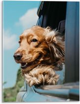WallClassics - Acrylglas - Bruine Hond hangend uit Autoraam - 30x40 cm Foto op Acrylglas (Met Ophangsysteem)