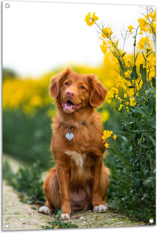 WallClassics - Tuinposter – Bruine Hond naast Gele Bloemen - 70x105 cm Foto op Tuinposter (wanddecoratie voor buiten en binnen)