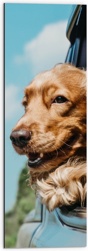 WallClassics - Dibond - Bruine Hond hangend uit Autoraam - 30x90 cm Foto op Aluminium (Met Ophangsysteem)