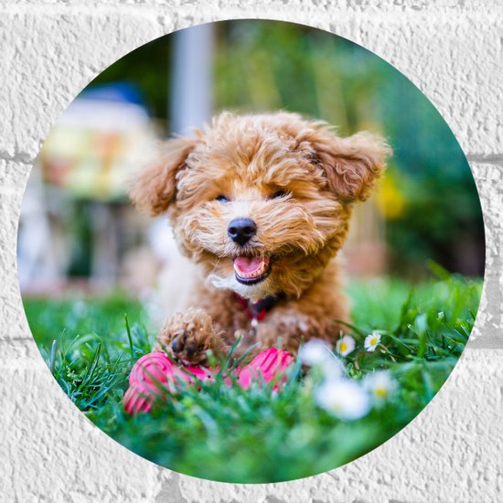 WallClassics - Muursticker Cirkel - Bruine Hond Spelend in het Gras - 20x20 cm Foto op Muursticker