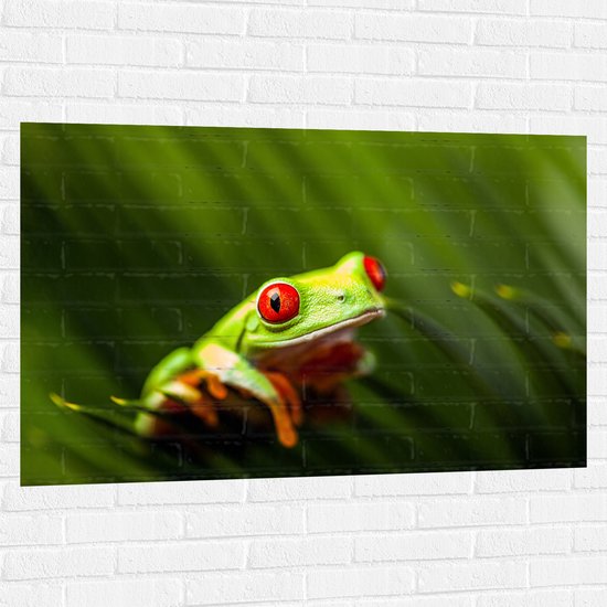 Muursticker - Groene Kikker met Rode ogen in het Gras - 120x80 cm Foto op Muursticker