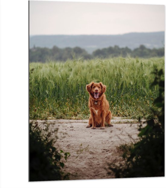 WallClassics - Dibond - Bruine Hond zittend op het Zand - 75x100 cm Foto op Aluminium (Wanddecoratie van metaal)