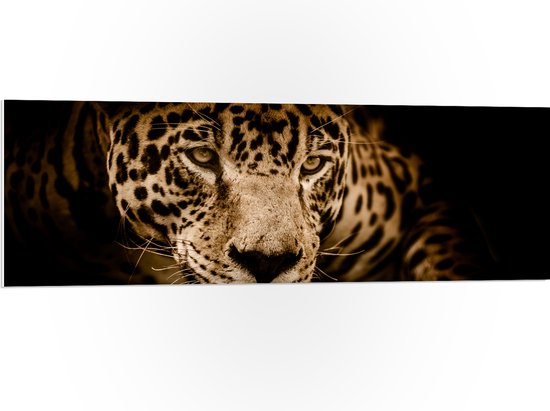 WallClassics - PVC Schuimplaat- Bruine Jaguar - 120x40 cm Foto op PVC Schuimplaat