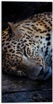 WallClassics - Dibond - Perzische Slapende Panter - 50x100 cm Foto op Aluminium (Wanddecoratie van metaal)