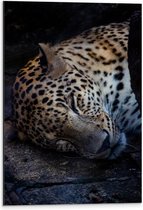 WallClassics - Dibond - Perzische Slapende Panter - 40x60 cm Foto op Aluminium (Wanddecoratie van metaal)