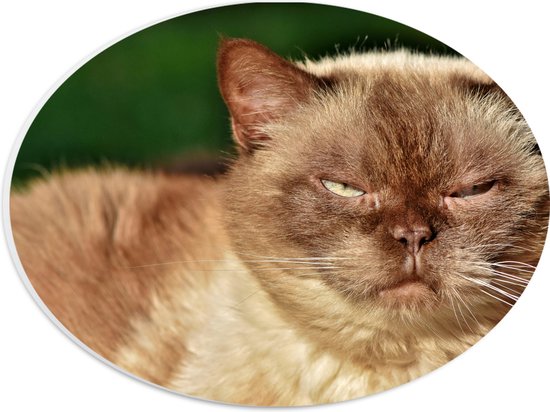 WallClassics - Plaque Mousse PVC Ovale - Chat Allongé Briste Poil Court - 28x21 cm Photo sur Ovale (Avec Système d'accrochage)