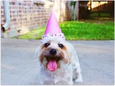 WallClassics - Poster brillant - Chien festif - Photo 80 x 60 cm sur papier poster avec finition brillante