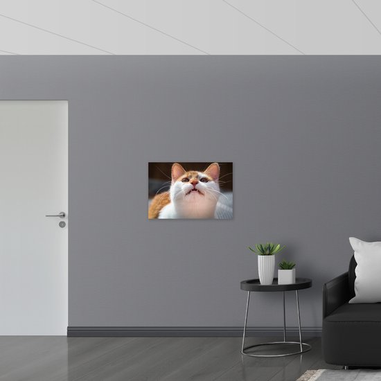 Poster (Mat) - Wit met Oranje Poes - 75x50 cm Foto op Posterpapier met een Matte look