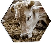 WallClassics - Dibond Hexagone - Deux vaches mangeant - Photo 30 x 26,1 cm sur hexagone (avec système de suspension)