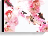 WallClassics - Canvas  - Wesp op Roze Bloemen - 40x30 cm Foto op Canvas Schilderij (Wanddecoratie op Canvas)