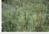 10 x Salix elaeagnos 'Angustifolia' - Rozemarijnwilg, Grijze Wilg