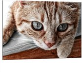 WallClassics - Dibond - Nieuwschierige Kat - 100x75 cm Foto op Aluminium (Met Ophangsysteem)