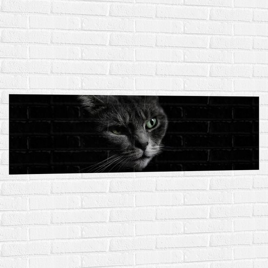 WallClassics - Muursticker - Zwart Wit Foto van Kat - 120x40 cm Foto op Muursticker