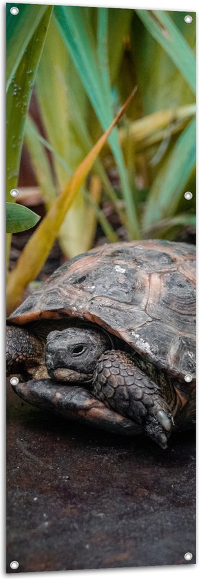 WallClassics - Tuinposter – Schildpad tussen de Sprieten - 50x150 cm Foto op Tuinposter  (wanddecoratie voor buiten en binnen)