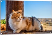 WallClassics - Tuinposter – Genietende Kat in de Wind - 105x70 cm Foto op Tuinposter  (wanddecoratie voor buiten en binnen)