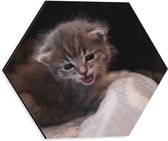 WallClassics - Dibond Hexagon - Lieve Kleine Kitten - 30x26.1 cm Foto op Hexagon (Met Ophangsysteem)