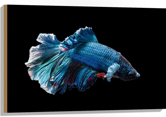 WallClassics - Hout - Blauwe Kempvis met Zwarte Achtergrond - 90x60 cm - 9 mm dik - Foto op Hout (Met Ophangsysteem)